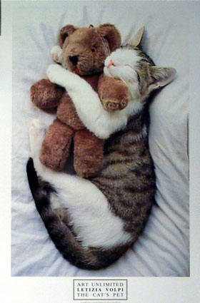 Napping Cat