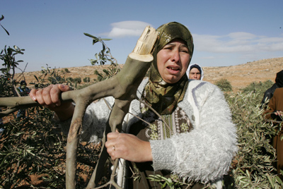 Palestinian woman cries at her olive grove after it was cut by settlers-Dec 7, 2007-Nayef