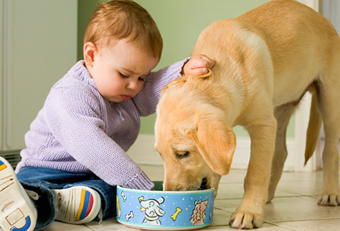 http://img.webmd.com/dtmcms/live/webmd/consumer_assets/site_images/articles/health_tools/taking_care_of_puppy_slideshow/corbis_rm_photo_of_baby_with_puppy.jpg